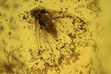 Fossil Moth Fly (Psychdidae) In Baltic Amber #120654-2